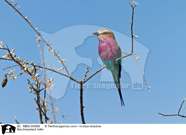 Gabelracke / lilac-breasted roller / MBS-05988
