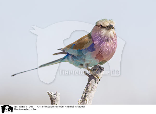 Gabelracke / lilac-breasted roller / MBS-11206