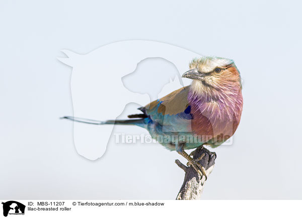 Gabelracke / lilac-breasted roller / MBS-11207