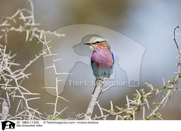 lilac-breasted roller / MBS-11208