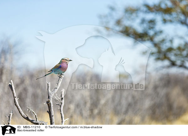 Gabelracke / lilac-breasted roller / MBS-11210