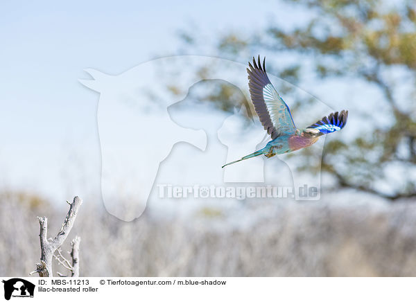 lilac-breasted roller / MBS-11213