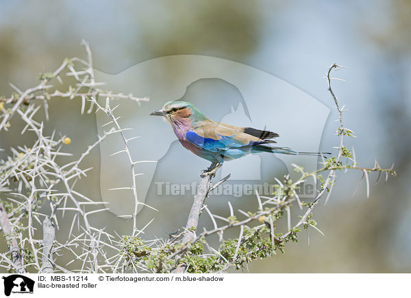 lilac-breasted roller / MBS-11214