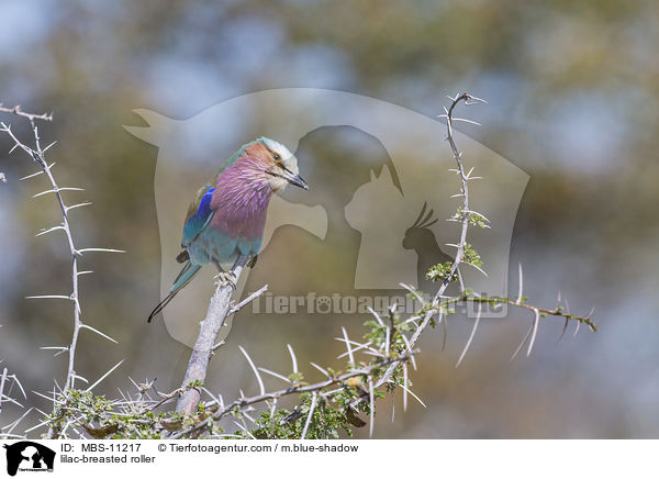Gabelracke / lilac-breasted roller / MBS-11217