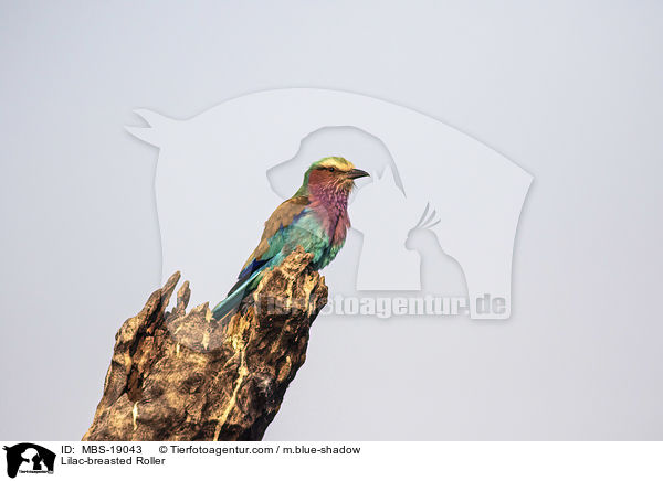 Lilac-breasted Roller / MBS-19043