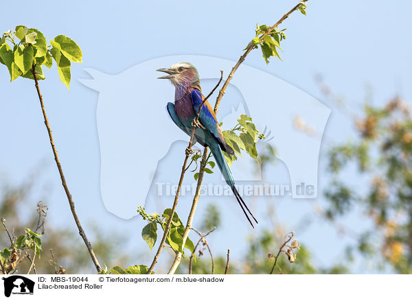 Gabelracke / Lilac-breasted Roller / MBS-19044