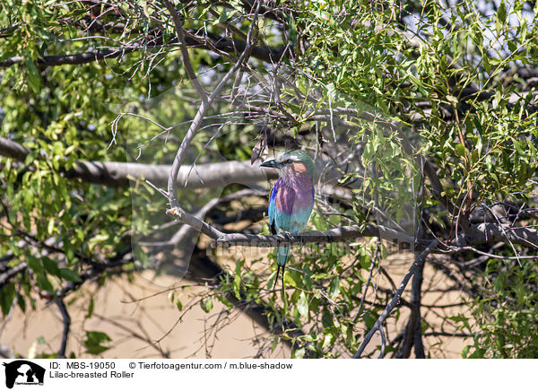 Lilac-breasted Roller / MBS-19050