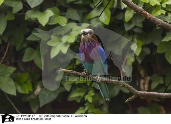 sitzende Gabelracke / sitting Lilac-breasted Roller / PW-08417