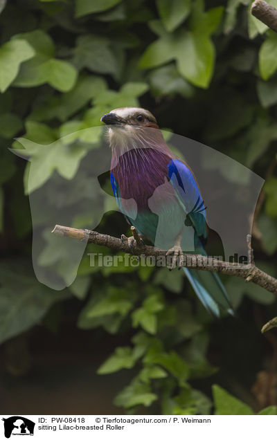 sitting Lilac-breasted Roller / PW-08418