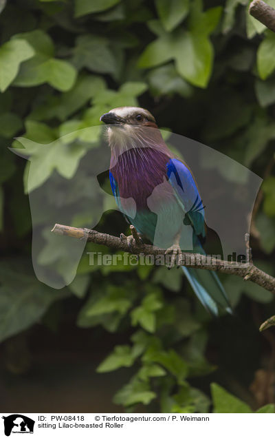 sitzende Gabelracke / sitting Lilac-breasted Roller / PW-08418