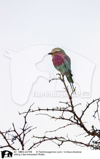 sitzende Gabelracke / sitting Lilac-breasted Roller / MBS-22798