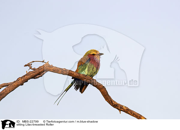 sitzende Gabelracke / sitting Lilac-breasted Roller / MBS-22799