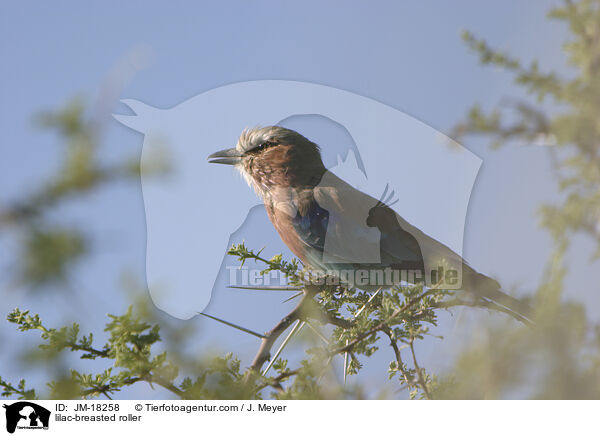 Gabelracke / lilac-breasted roller / JM-18258