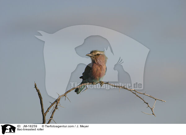 Gabelracke / lilac-breasted roller / JM-18259