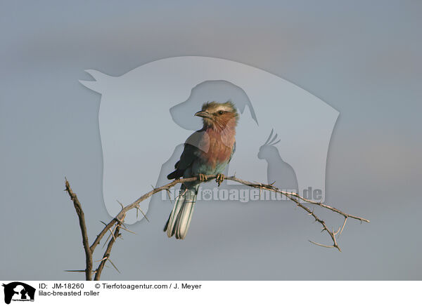 lilac-breasted roller / JM-18260