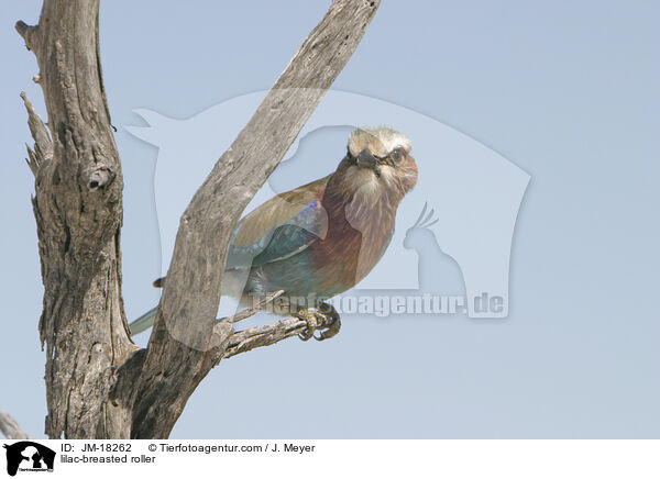 Gabelracke / lilac-breasted roller / JM-18262