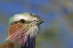 lilac-breasted roller portrait