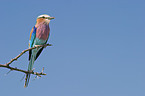 lilac-breasted roller