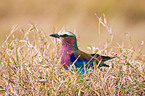 lac-breasted roller