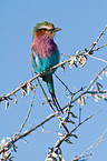 lilac-breasted roller