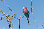 lilac-breasted roller