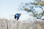 lilac-breasted roller