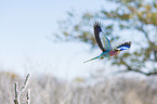 lilac-breasted roller