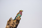 Lilac-breasted Roller