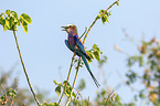 Lilac-breasted Roller