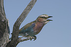 lilac-breasted roller