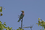 lilac-breasted roller