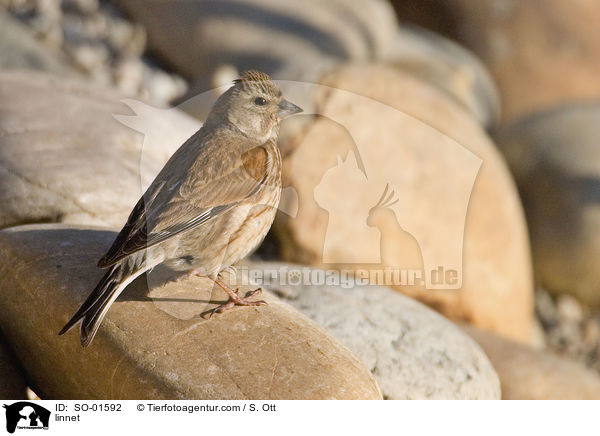 Bluthnfling / linnet / SO-01592