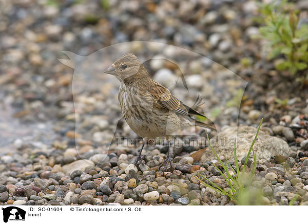 Bluthnfling / linnet / SO-01604