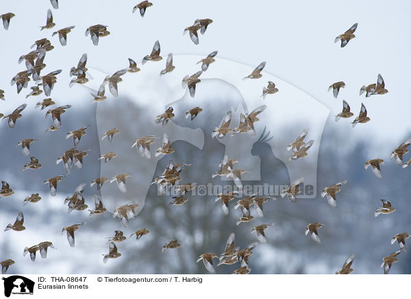 Eurasian linnets / THA-08647