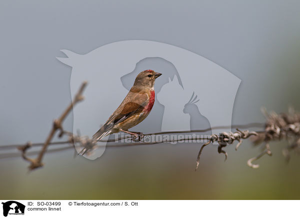 Bluthnfling / common linnet / SO-03499