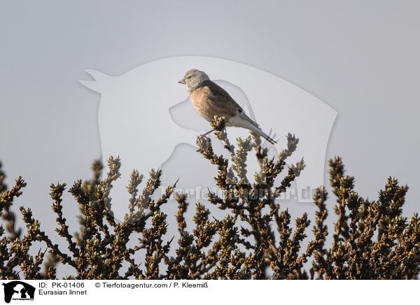 Bluthnfling / Eurasian linnet / PK-01406