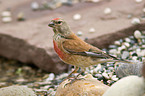 linnet