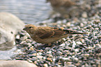 linnet