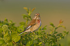 Eurasian linnet