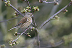 common linnet