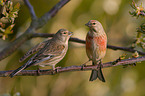 common linnets