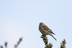 common linnet