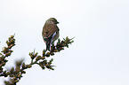 common linnet