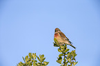 common linnet