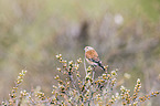 common linnet