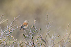 common linnet