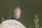 Eurasian linnet