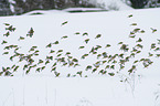 Eurasian linnets