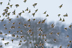 Eurasian linnets