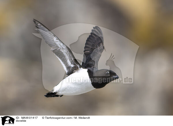 Krabbentaucher / dovekie / MAW-01417